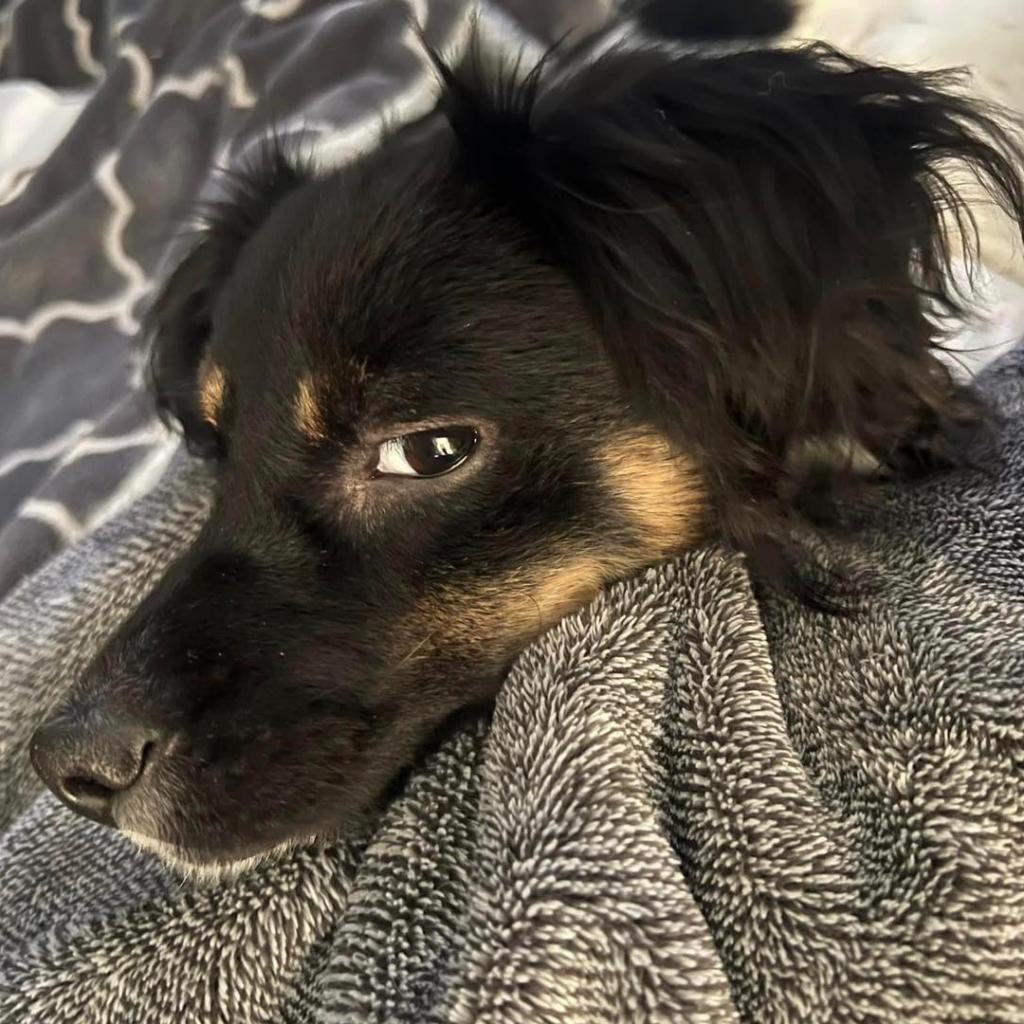 Mack, a Adoptable mixed breed in Sarasota, FL image 5/6