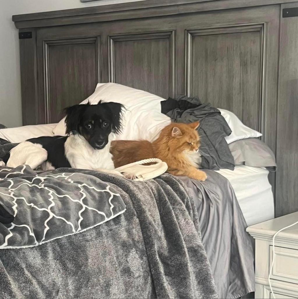 Enlarge Mack, a Adoptable mixed breed in Sarasota, FL image 6/6