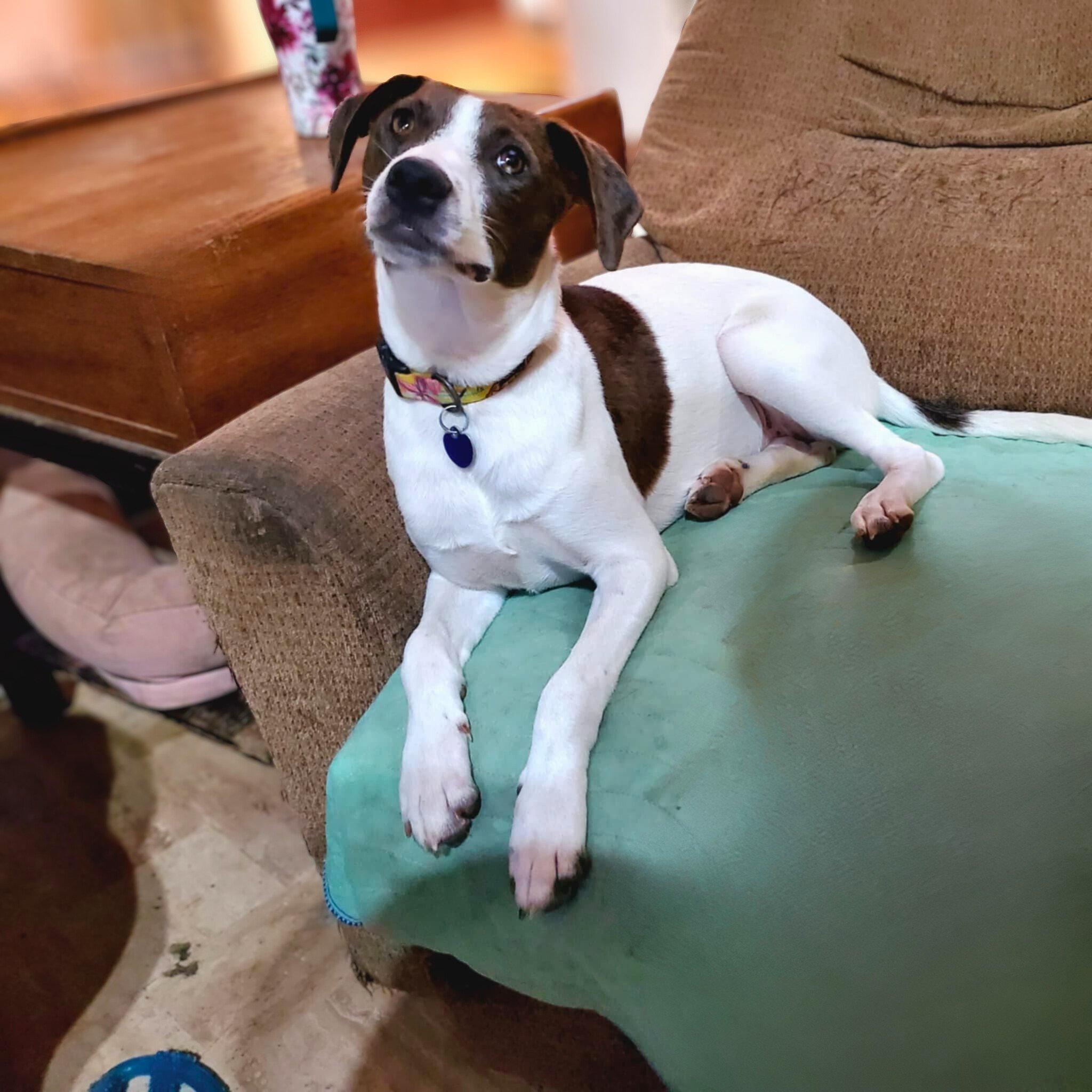 Beyonce , ADOPTABLE, Young Female Rat Terrier & Pointer.
