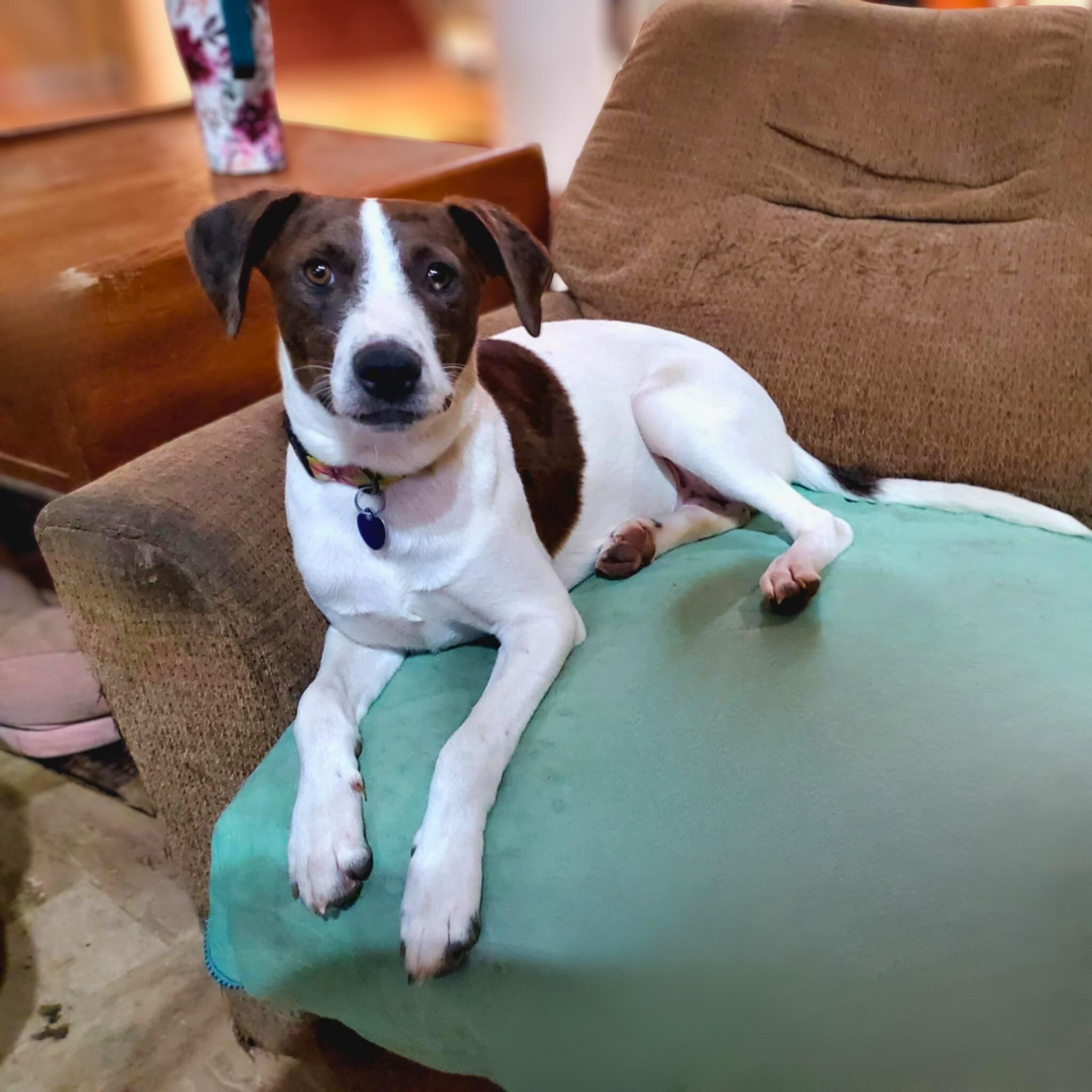 Enlarge Beyonce , a ADOPTABLE mixed breed in Encinitas, CA image 4/6