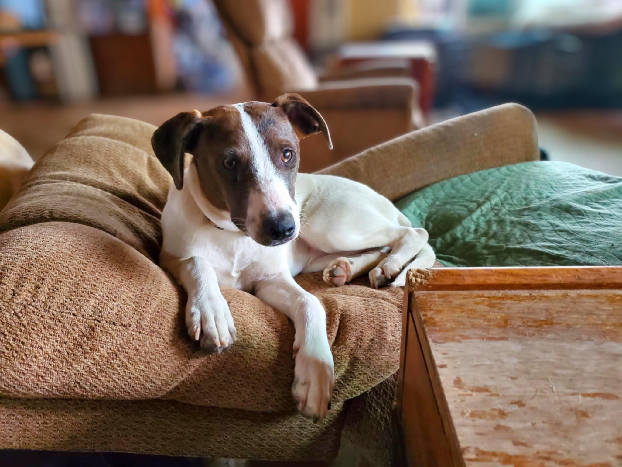 Enlarge Beyonce , a ADOPTABLE mixed breed in Encinitas, CA image 3/6