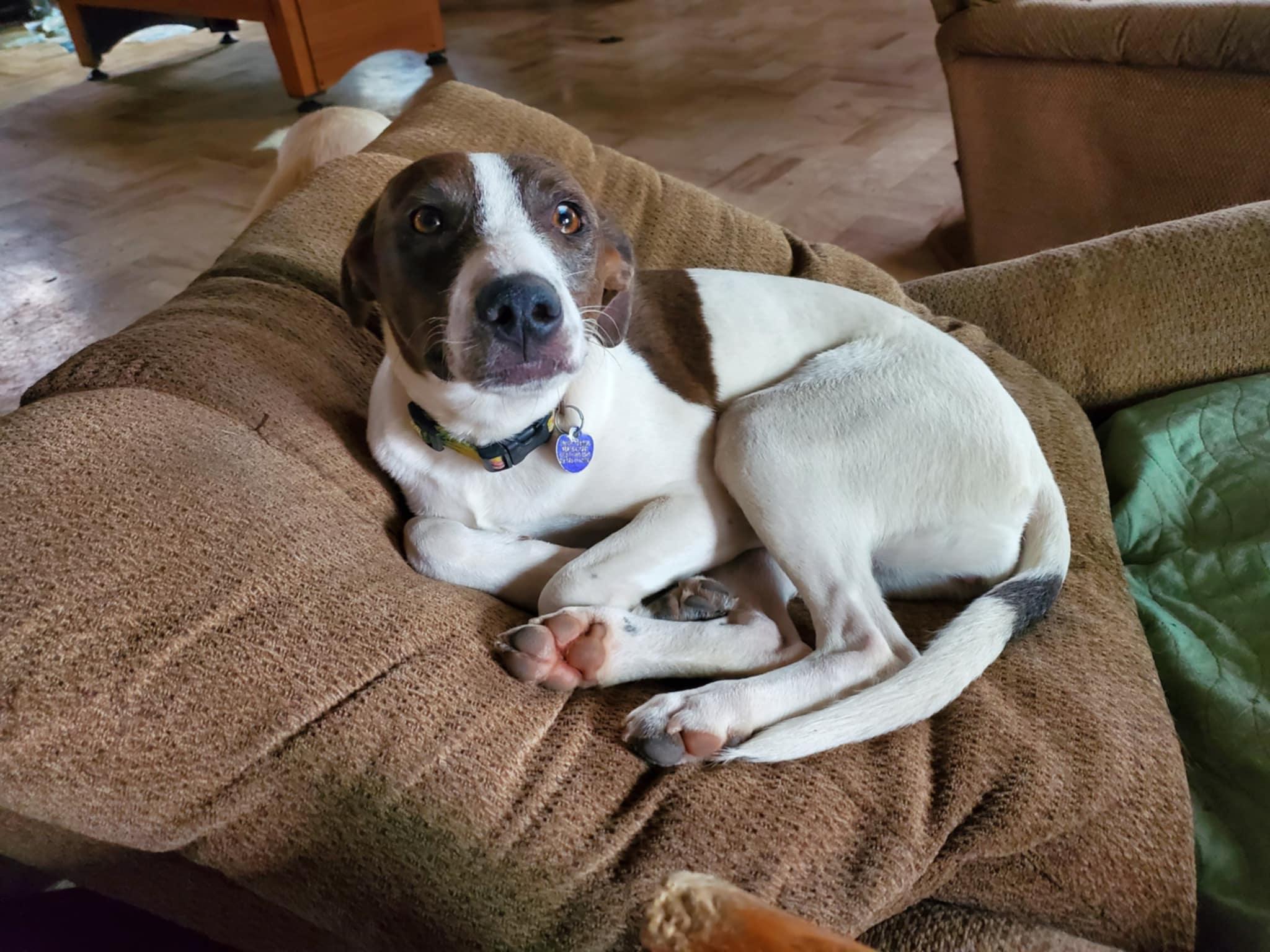 Enlarge Beyonce , a ADOPTABLE mixed breed in Encinitas, CA image 5/6