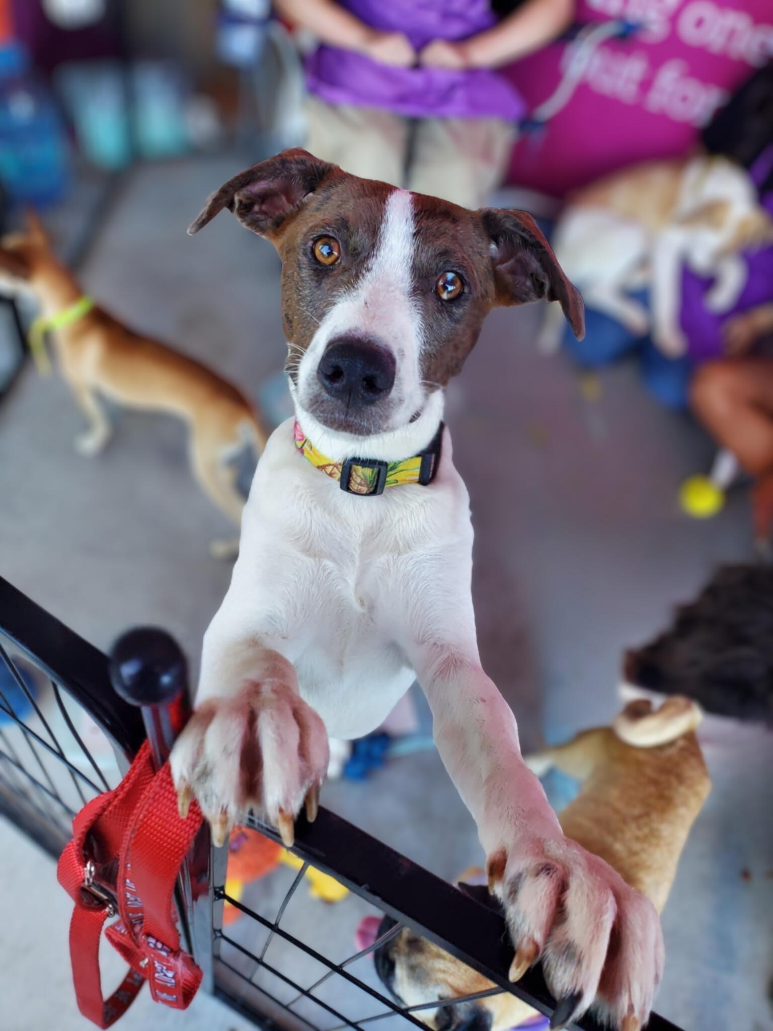 Enlarge Beyonce , a ADOPTABLE mixed breed in Encinitas, CA image 2/6