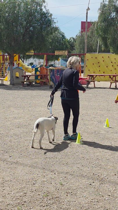 Enlarge Beyonce , a ADOPTABLE mixed breed in Encinitas, CA video 6/6