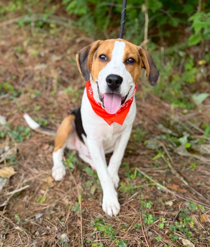 Cheeto, Adoptable, Puppy Male Treeing Walker Coonhound & Mixed Breed.