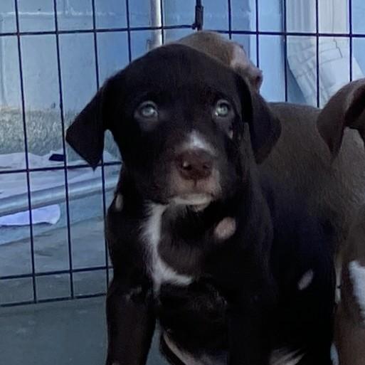 Cobalt, Adoptable, Puppy Male Labrador Retriever & Retriever.