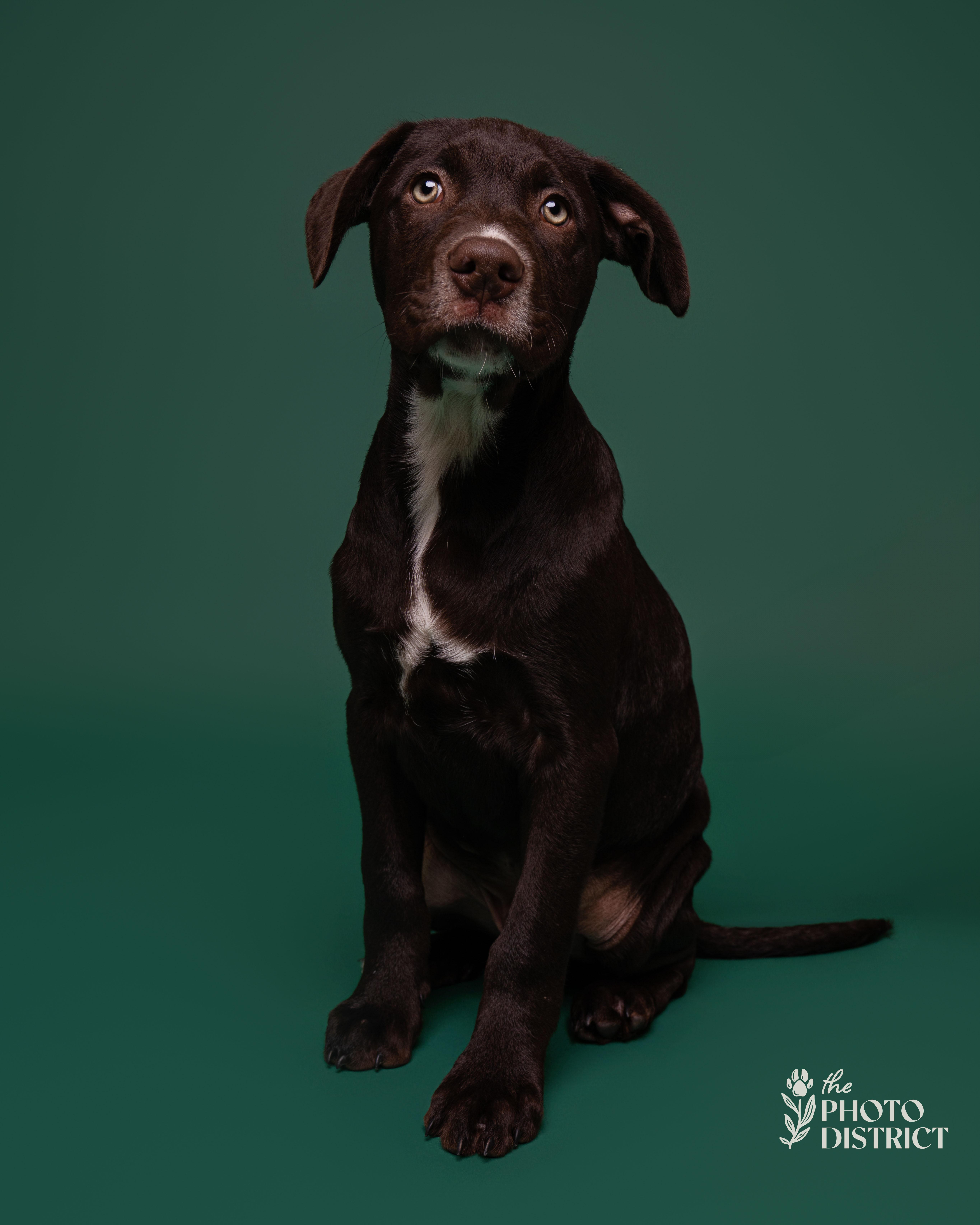 Enlarge Cobalt, a Adoptable mixed breed in Winnabow, NC image 2/4