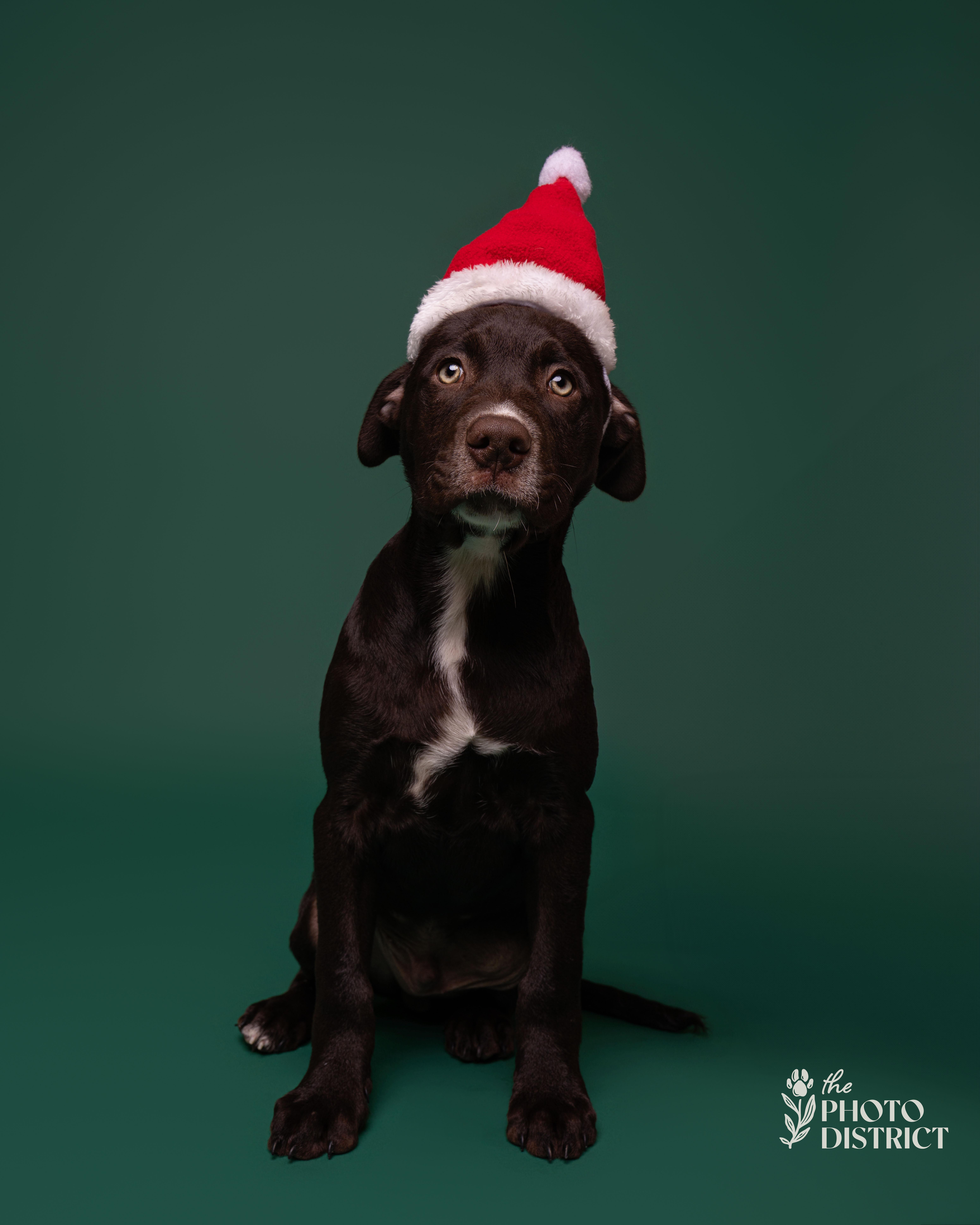 Enlarge Cobalt, a Adoptable mixed breed in Winnabow, NC image 3/4