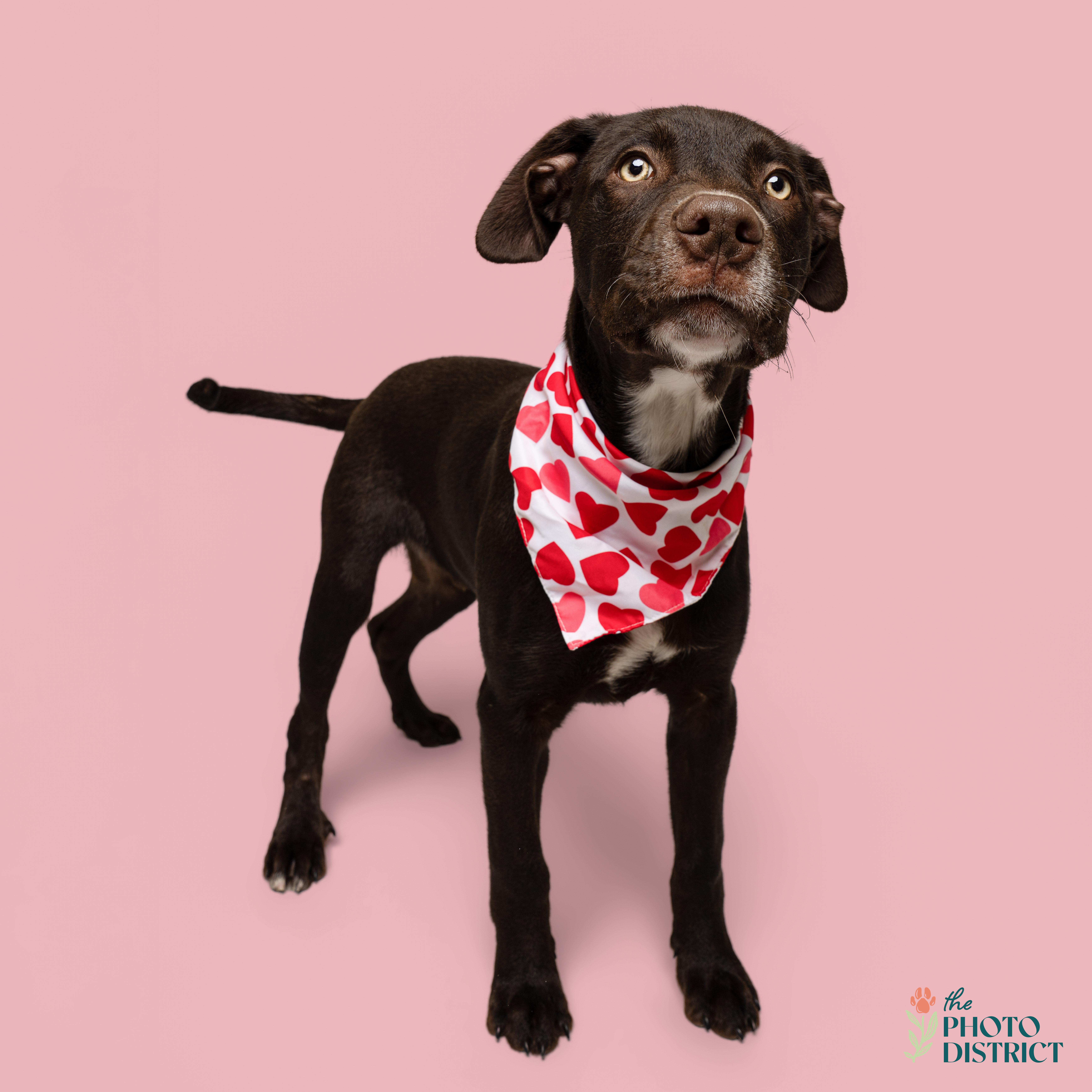 Enlarge Cobalt, a Adoptable mixed breed in Winnabow, NC image 4/6