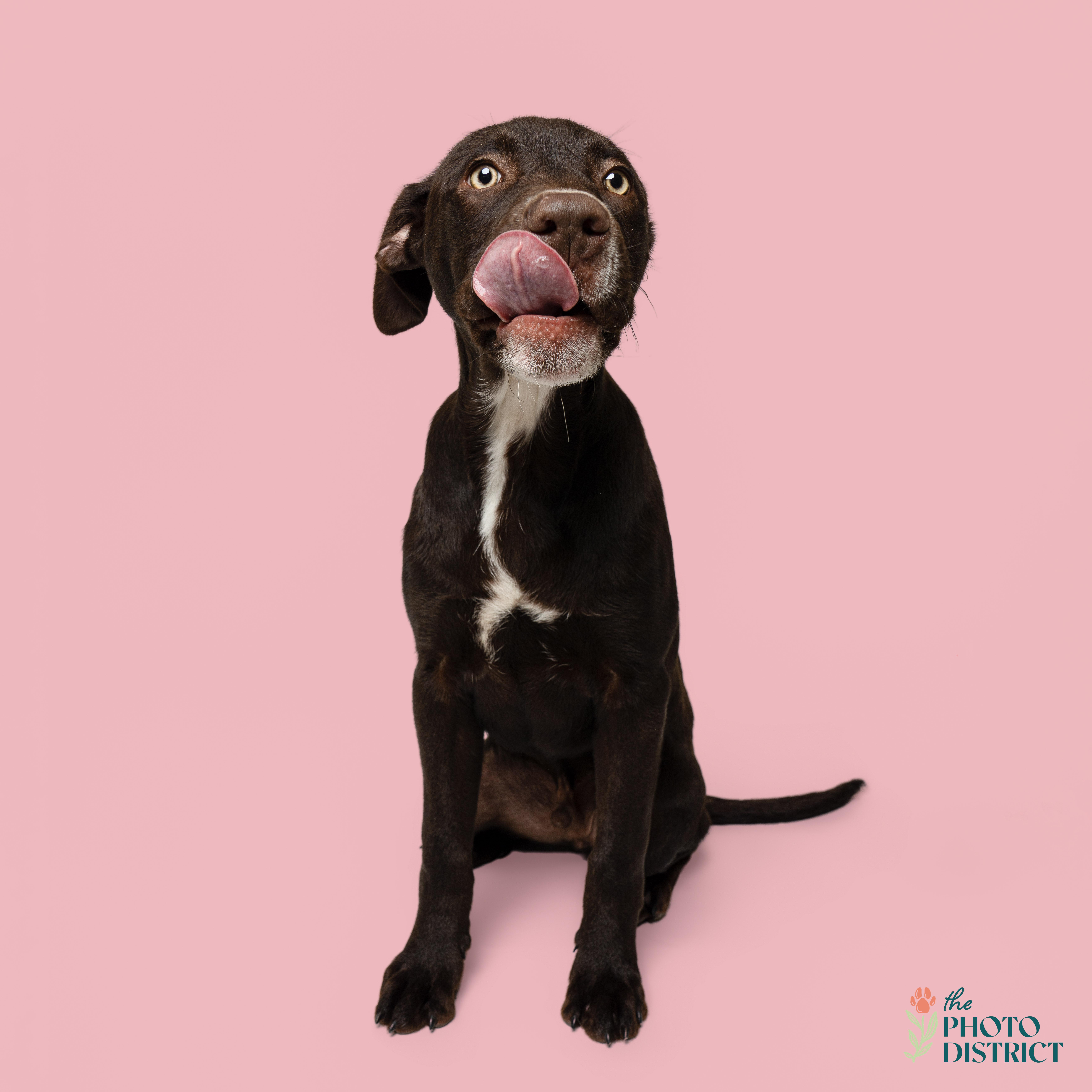 Enlarge Cobalt, a Adoptable mixed breed in Winnabow, NC image 5/6