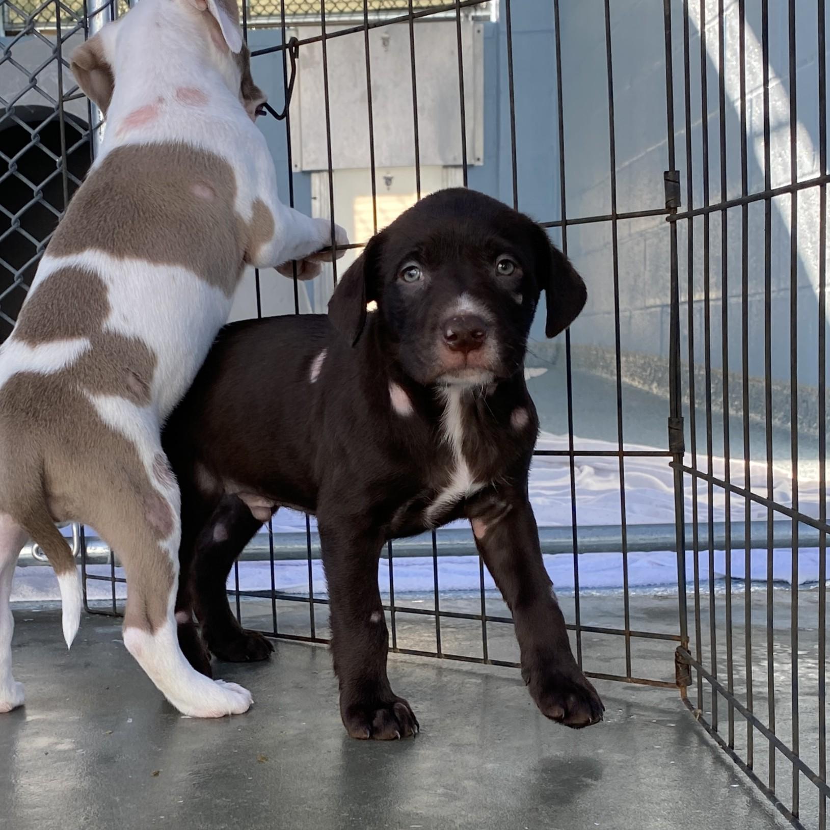 Enlarge Cobalt, a Adoptable mixed breed in Winnabow, NC image 4/4
