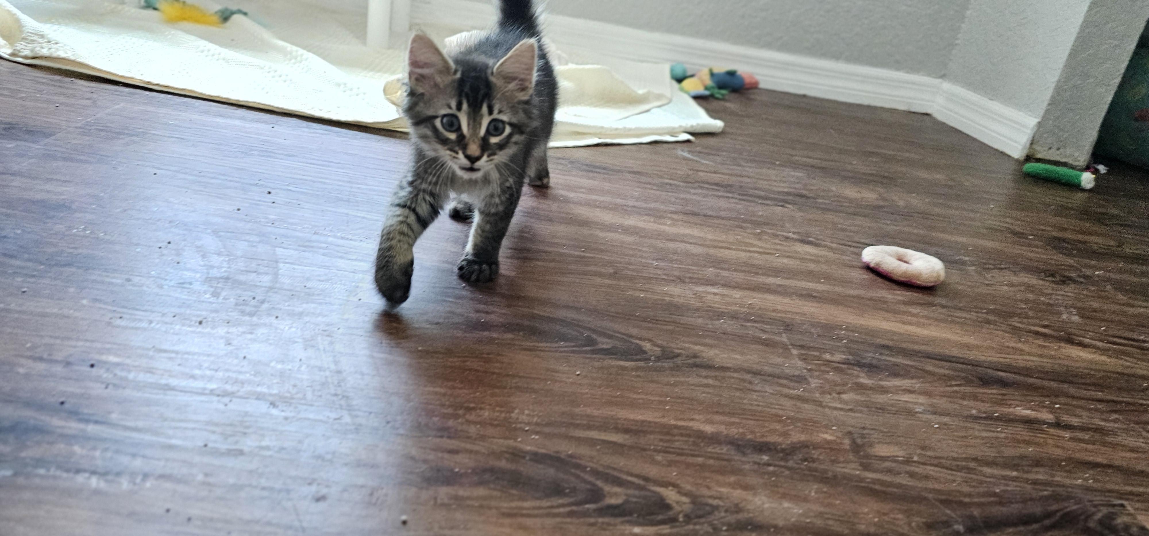 Enlarge Raven, an adopted Domestic Medium Hair in Weeki Wachee, FL image 3/6