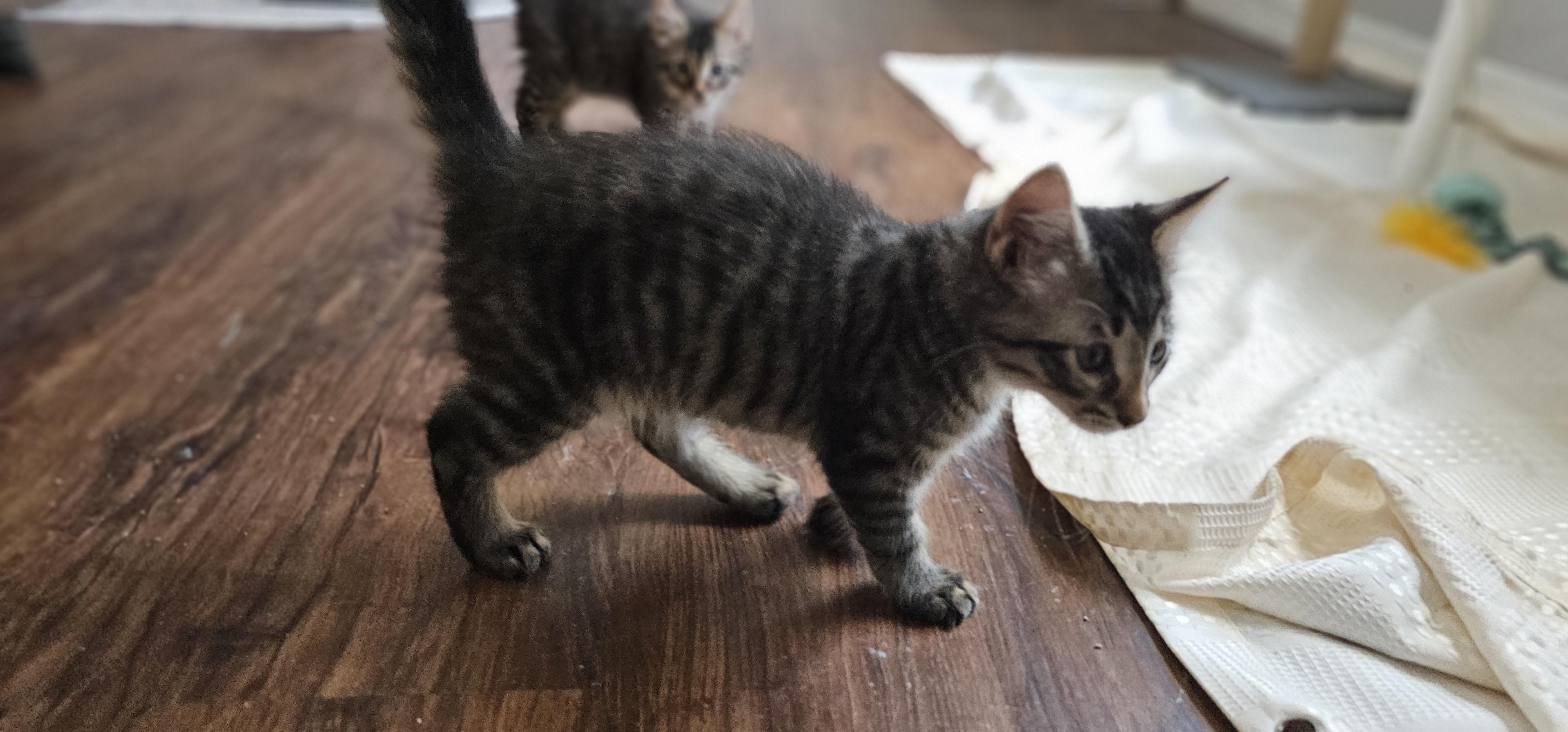 Enlarge Raven, an adopted Domestic Medium Hair in Weeki Wachee, FL image 4/6