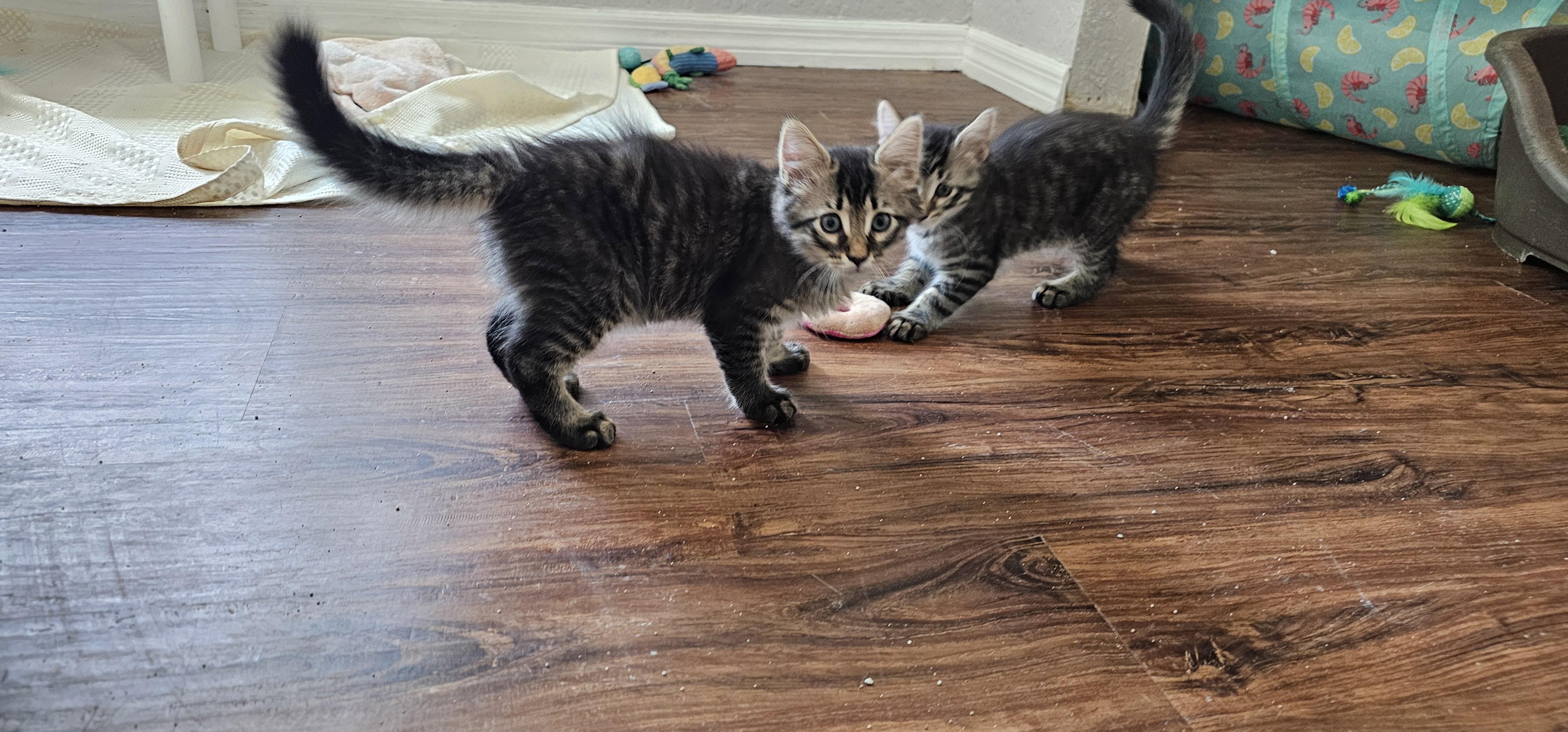 Raven, ADOPTABLE, Kitten Male Domestic Medium Hair.