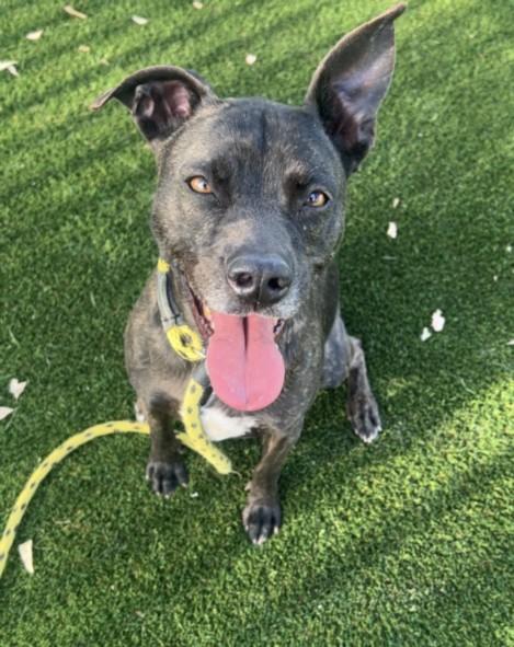 Enlarge MAYA, a Adoptable Mixed Breed in Los Angeles, CA image 1/1