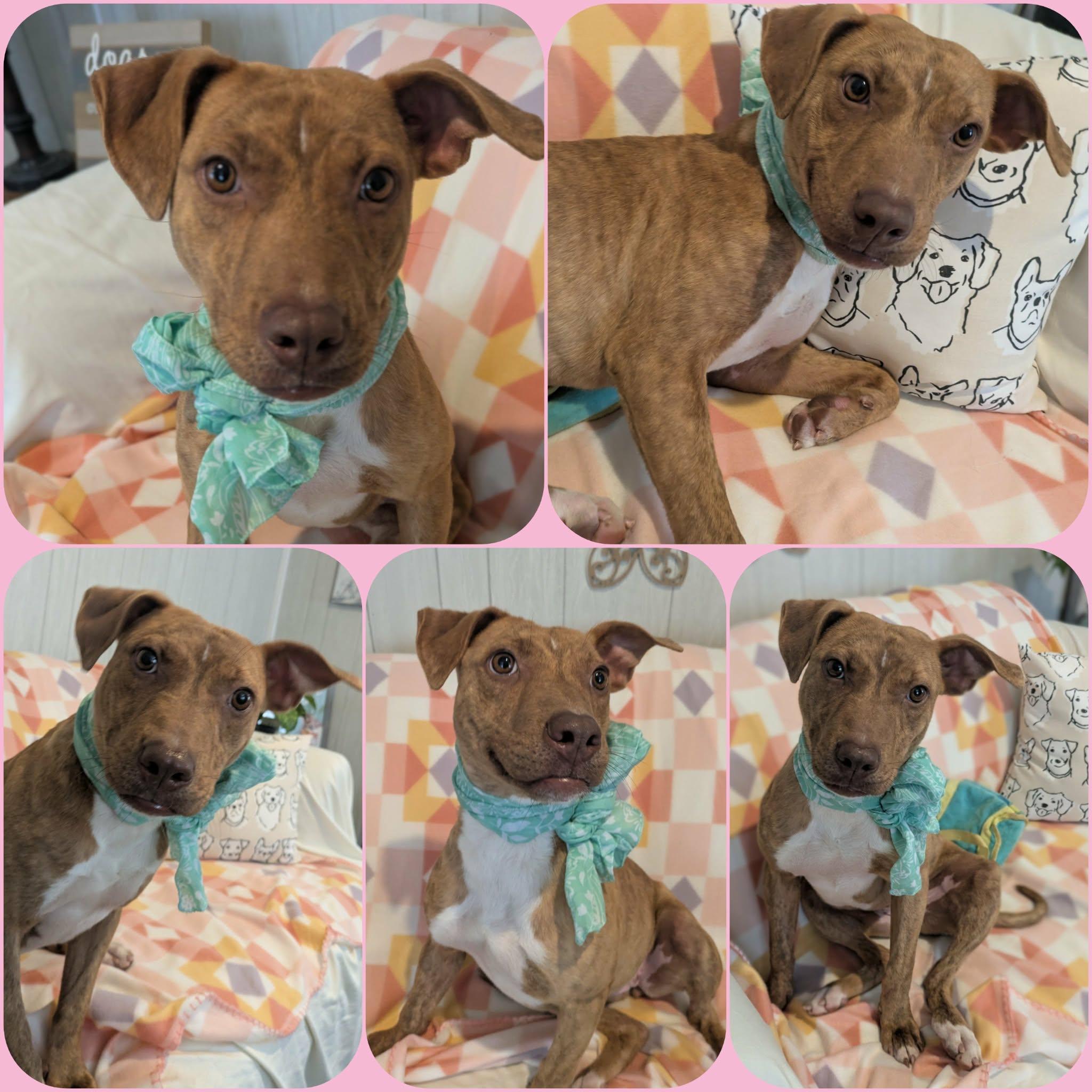Enlarge Elodie, a ADOPTABLE mixed breed in Ozark, AL image 5/5
