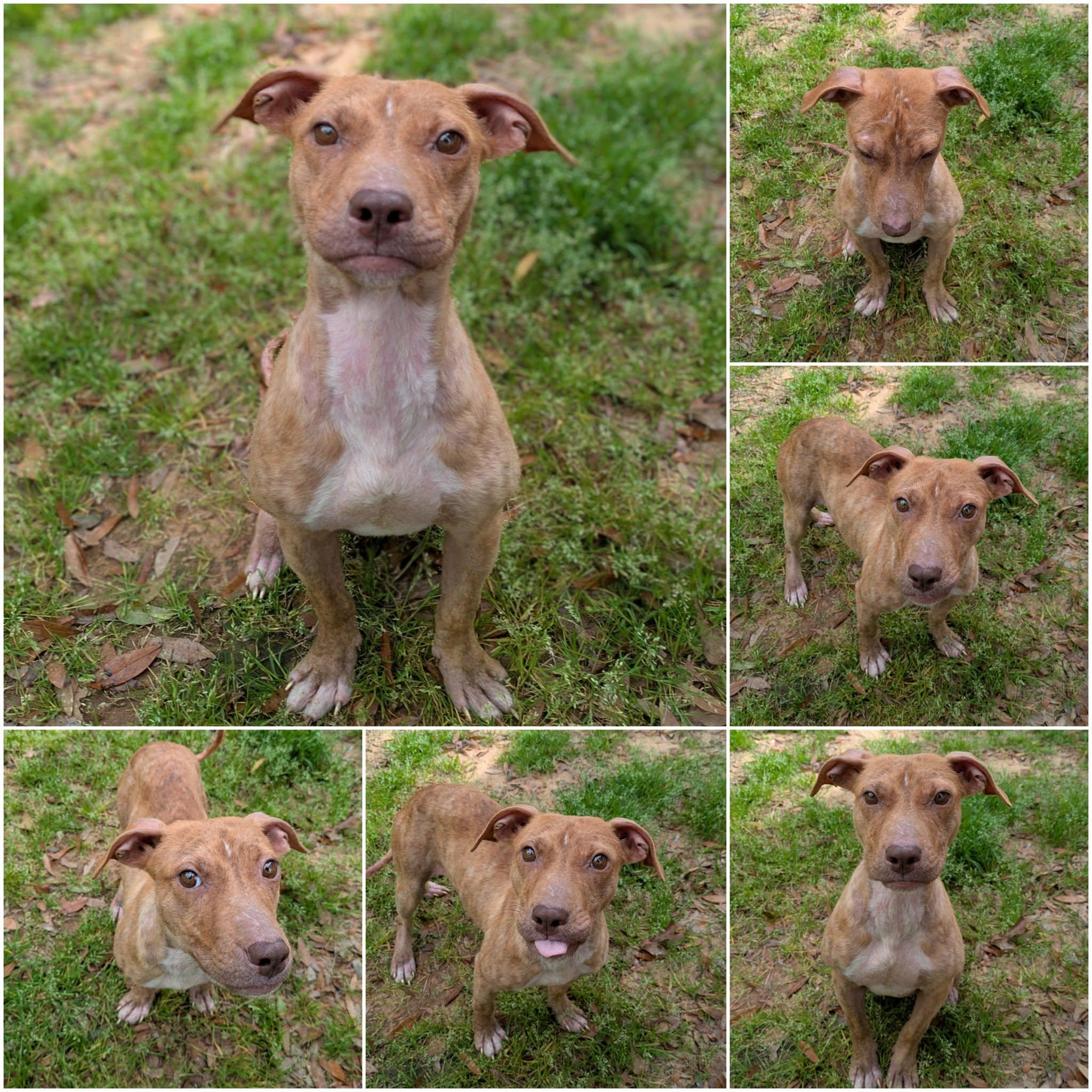 Enlarge Elodie, a ADOPTABLE mixed breed in Ozark, AL image 4/5