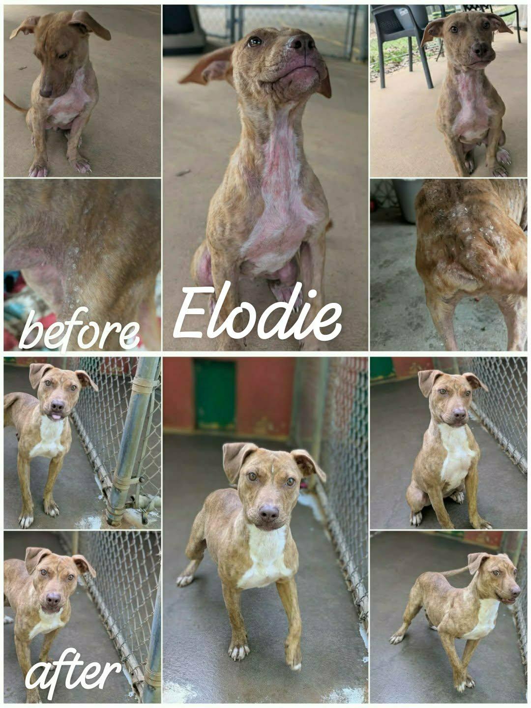Enlarge Elodie, a ADOPTABLE mixed breed in Ozark, AL image 3/5