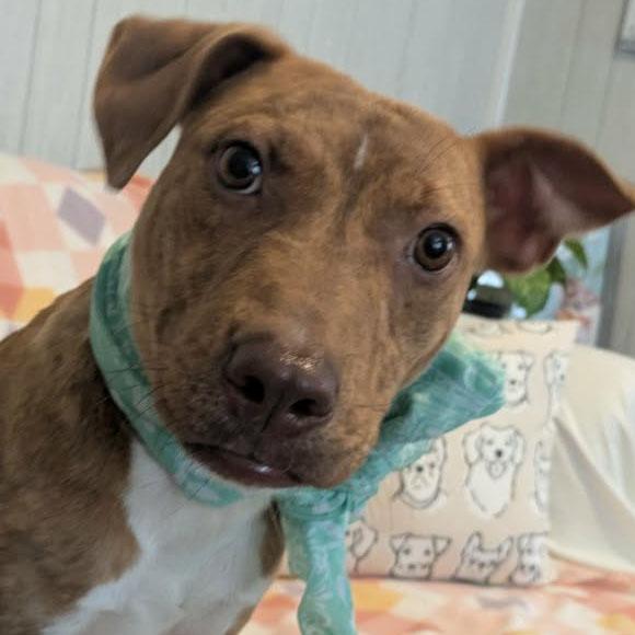 Elodie, ADOPTABLE, Young Female Terrier.