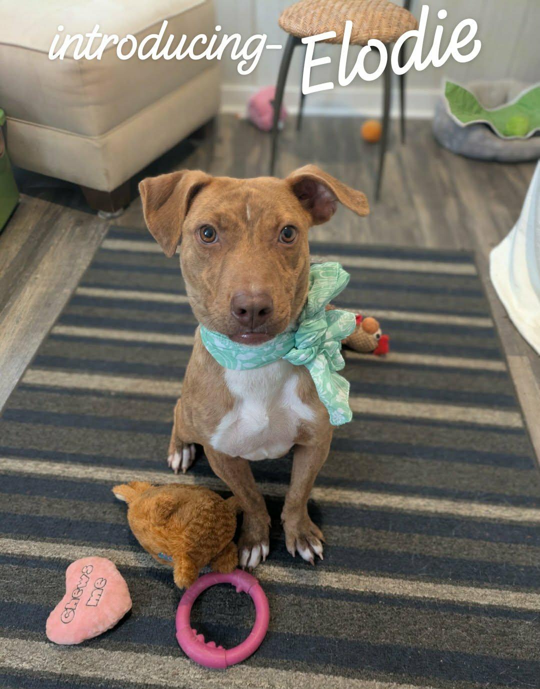 Enlarge Elodie, a ADOPTABLE mixed breed in Ozark, AL image 2/5