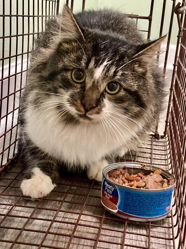 Alex, ADOPTABLE, Adult Male Domestic Medium Hair.