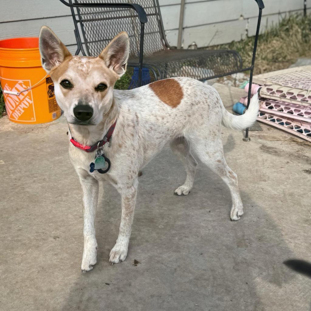 Penny, Adoptable, Adult Female Australian Cattle Dog / Blue Heeler & Cattle Dog.