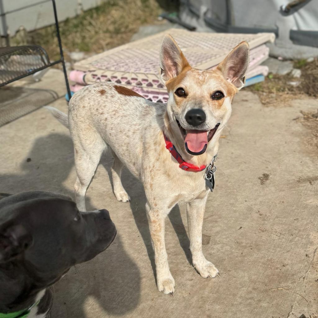 Penny, Adoptable, Adult Female Australian Cattle Dog / Blue Heeler & Cattle Dog.