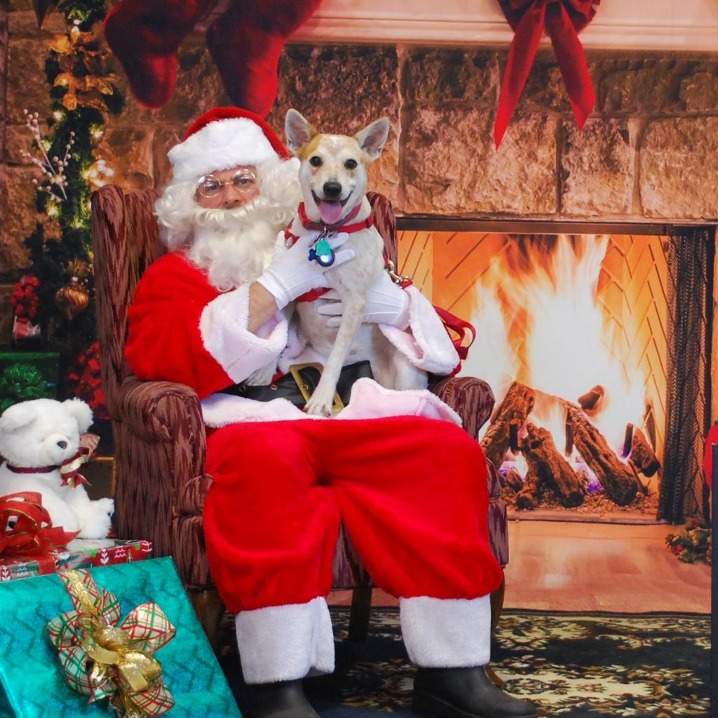 Penny, a Adoptable mixed breed in Houston, TX image 2/3