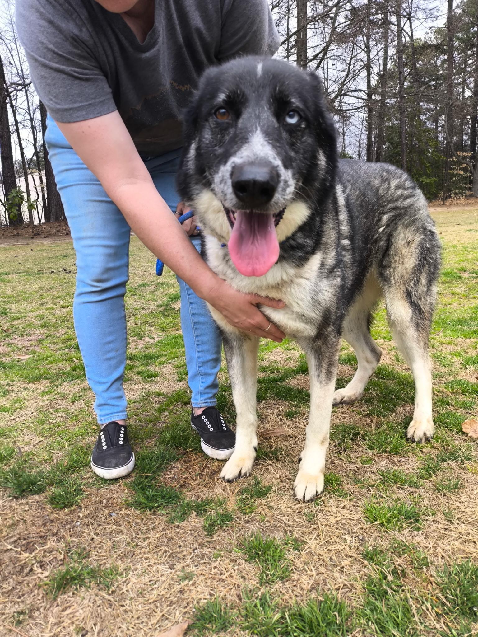 Enlarge Penelope, an adopted German Shepherd Dog in Roswell, GA image 3/3