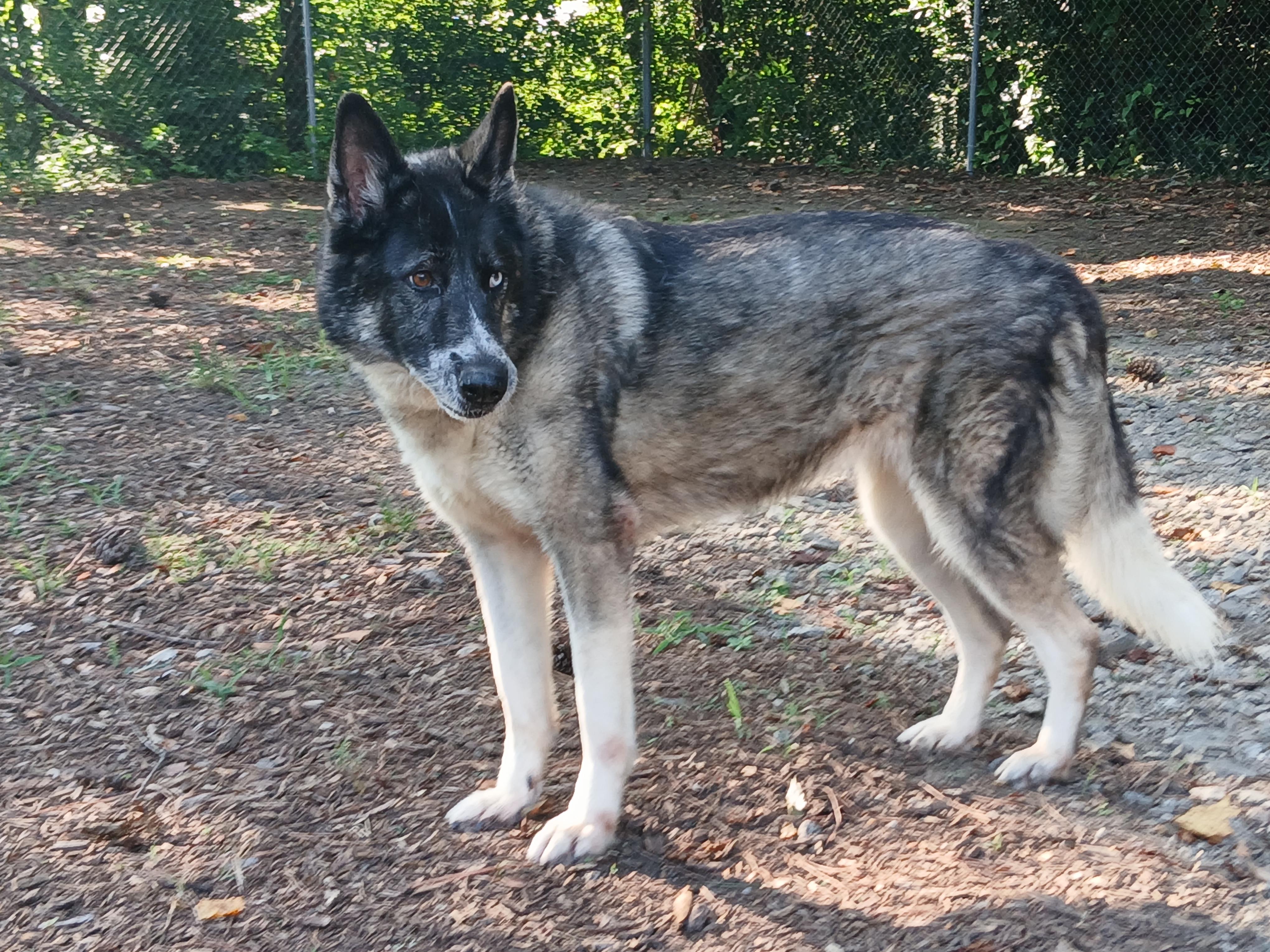 Penelope, adopted, Adult Female German Shepherd Dog.