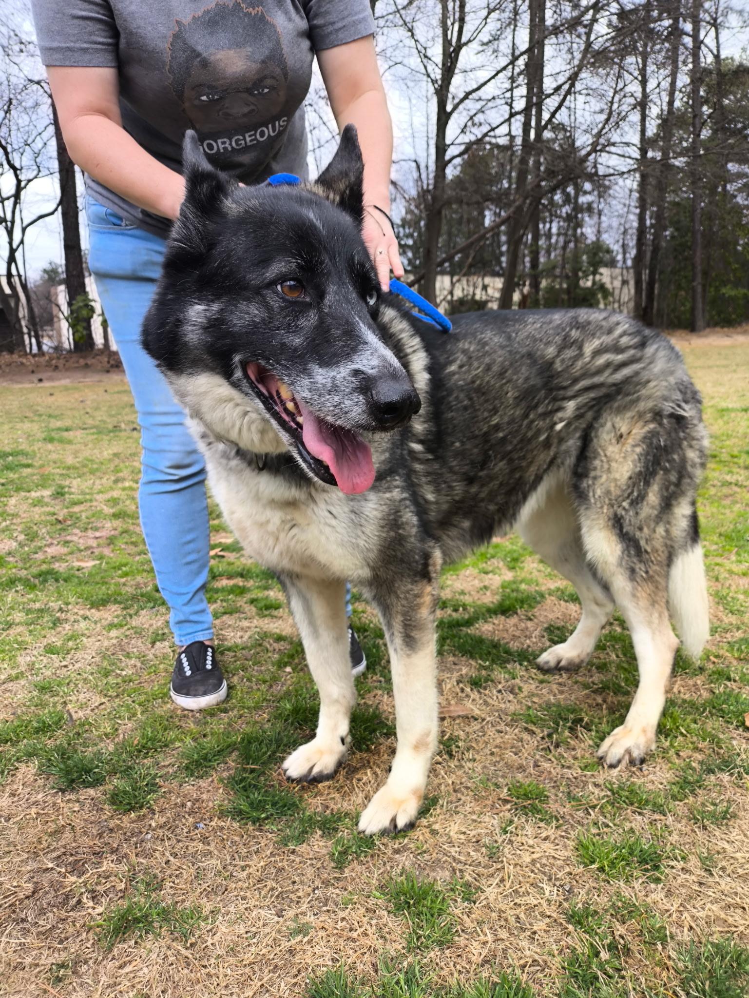 Enlarge Penelope, an adopted German Shepherd Dog in Roswell, GA image 2/3