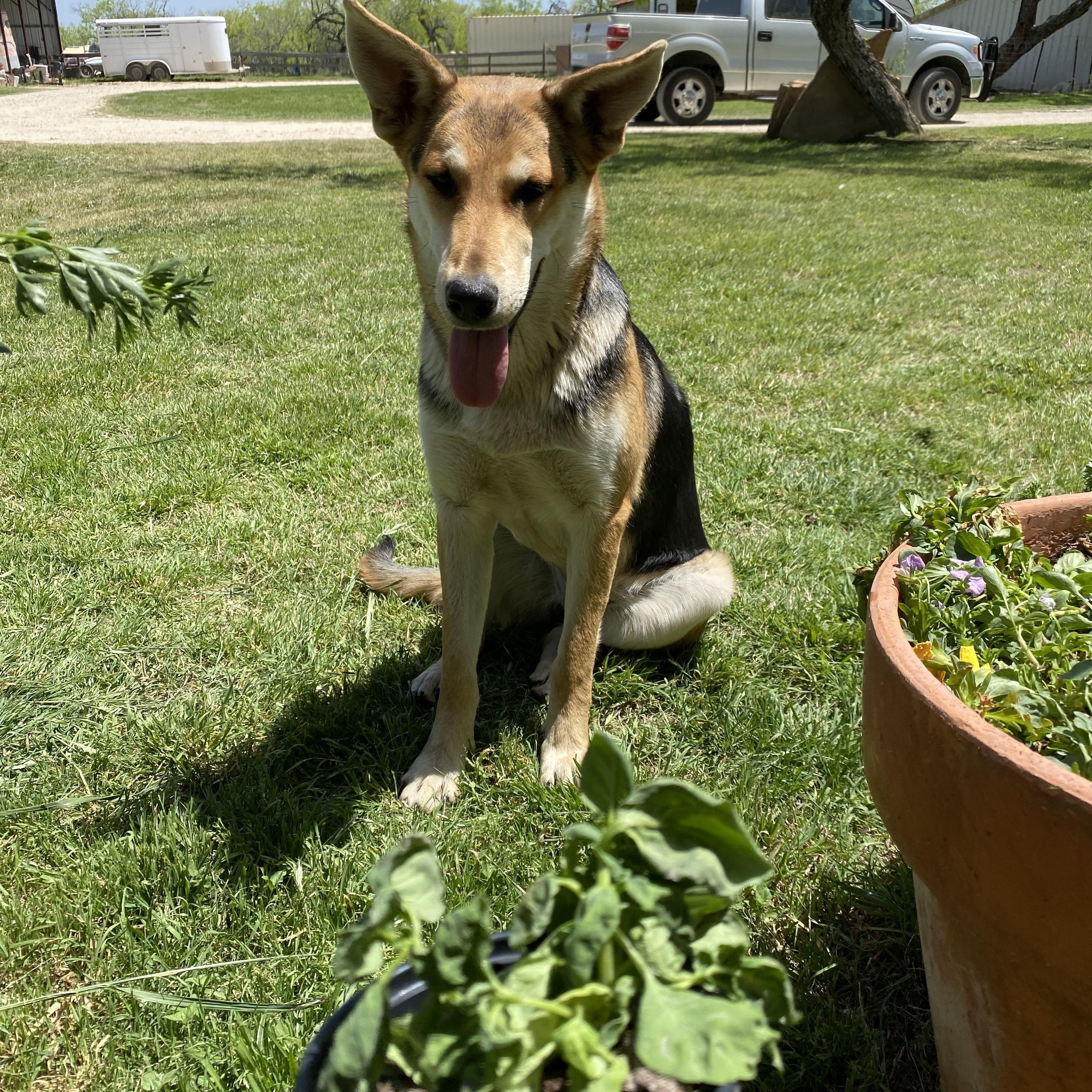 Enlarge Puddles, a Adoptable mixed breed in Johnson City, TX image 1/3
