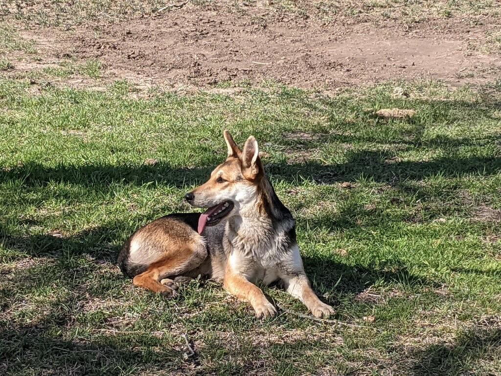 Enlarge Puddles, a Adoptable mixed breed in Johnson City, TX image 2/3