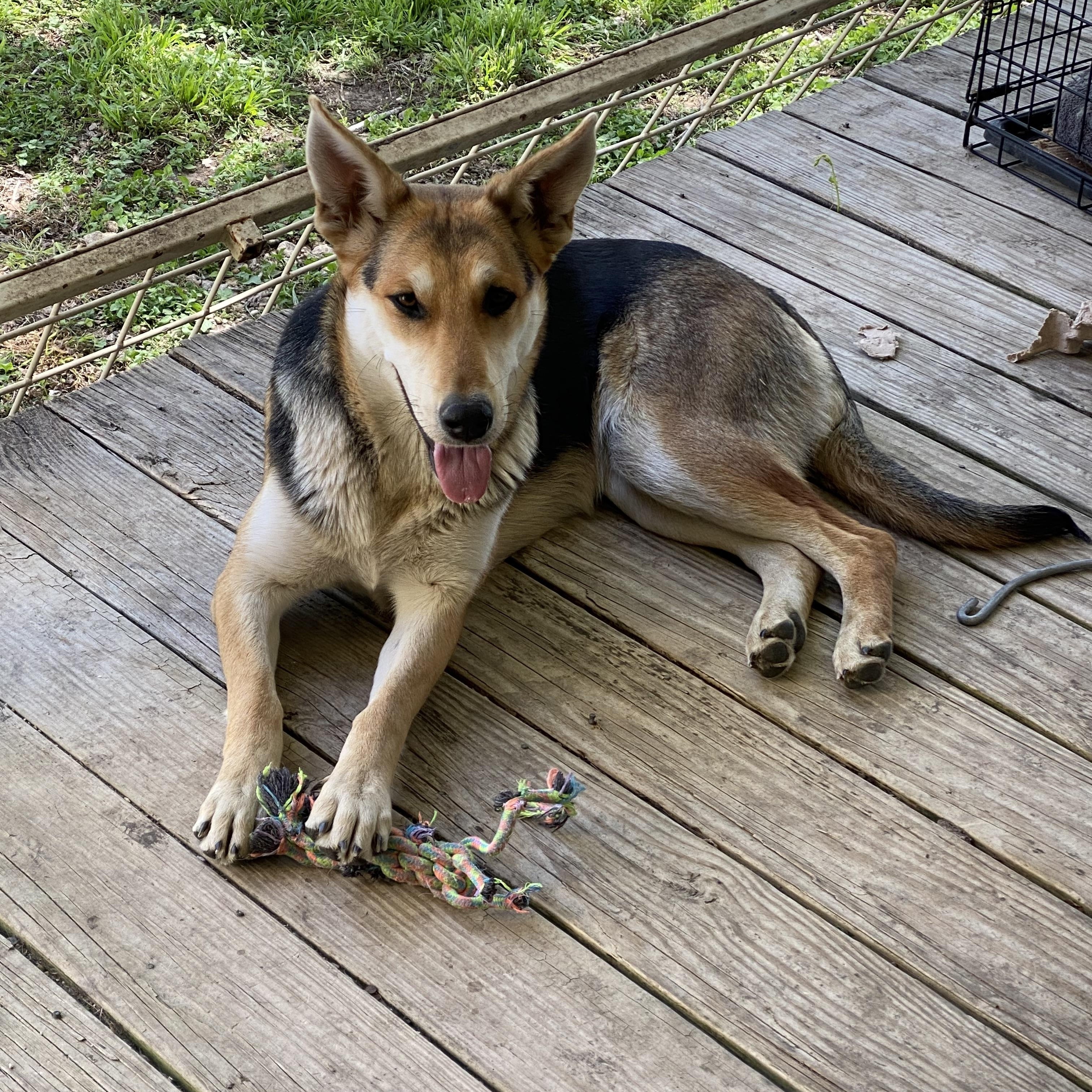 Enlarge Puddles, a Adoptable mixed breed in Johnson City, TX image 3/3