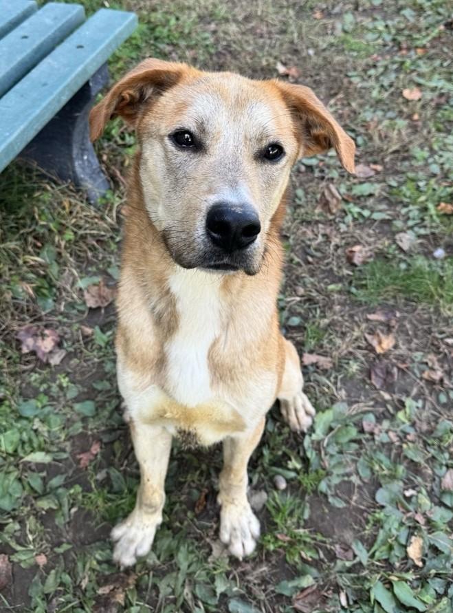 Nash, Adoptable, Adult Male Labrador Retriever.