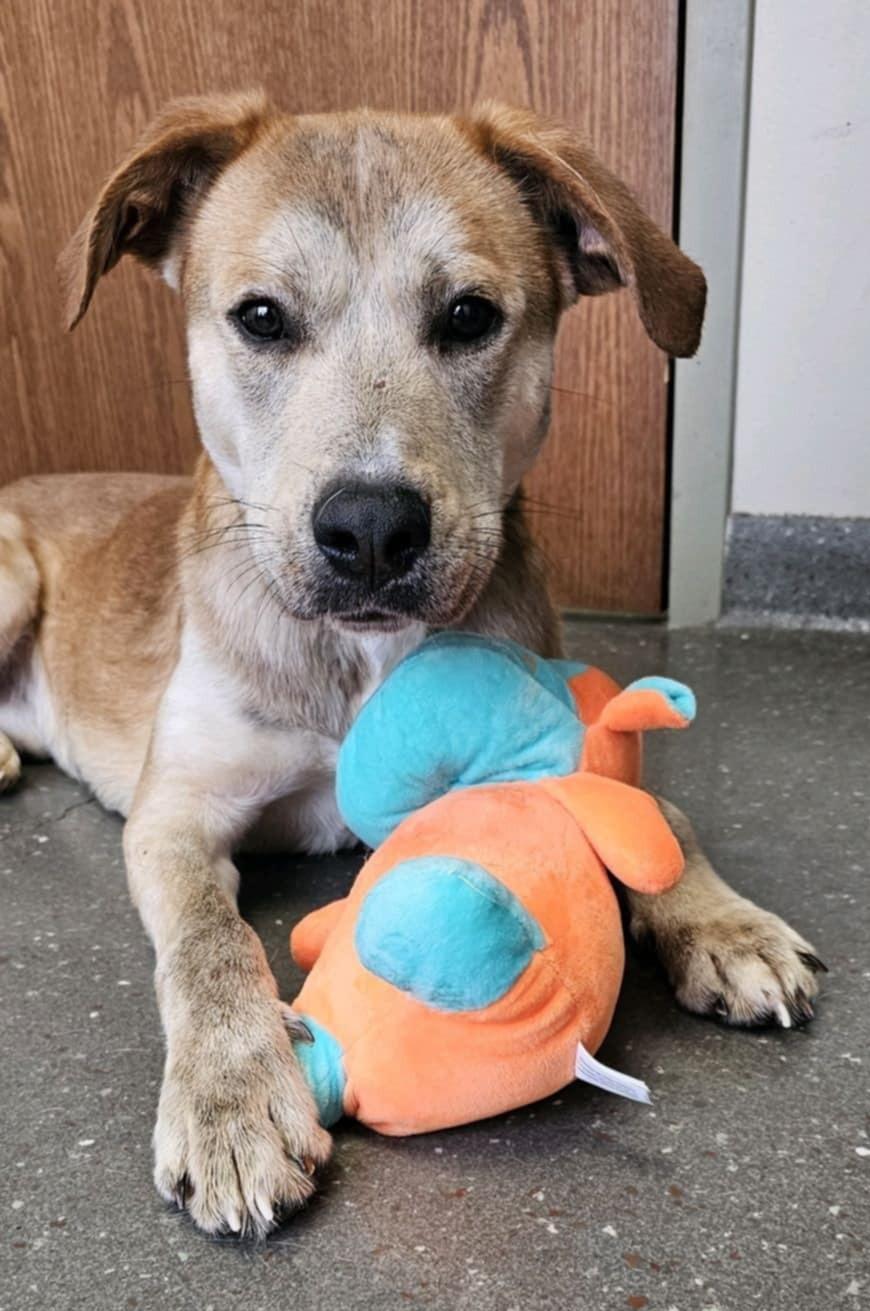 Enlarge Nash, a Adoptable mixed breed in Valparaiso, IN image 5/6