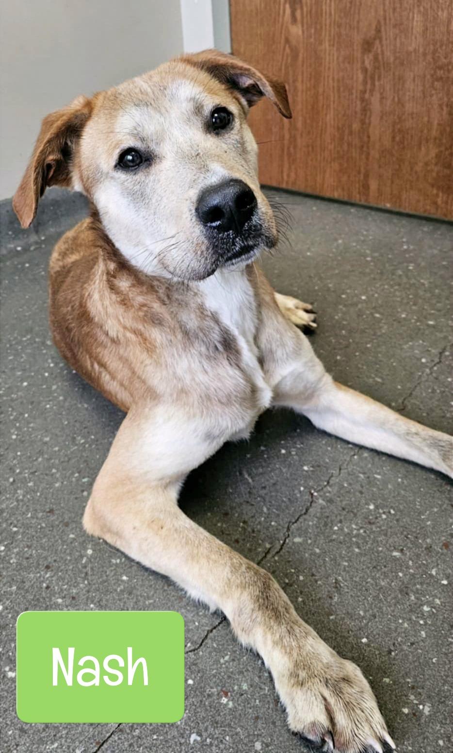 Enlarge Nash, a Adoptable mixed breed in Valparaiso, IN image 4/6
