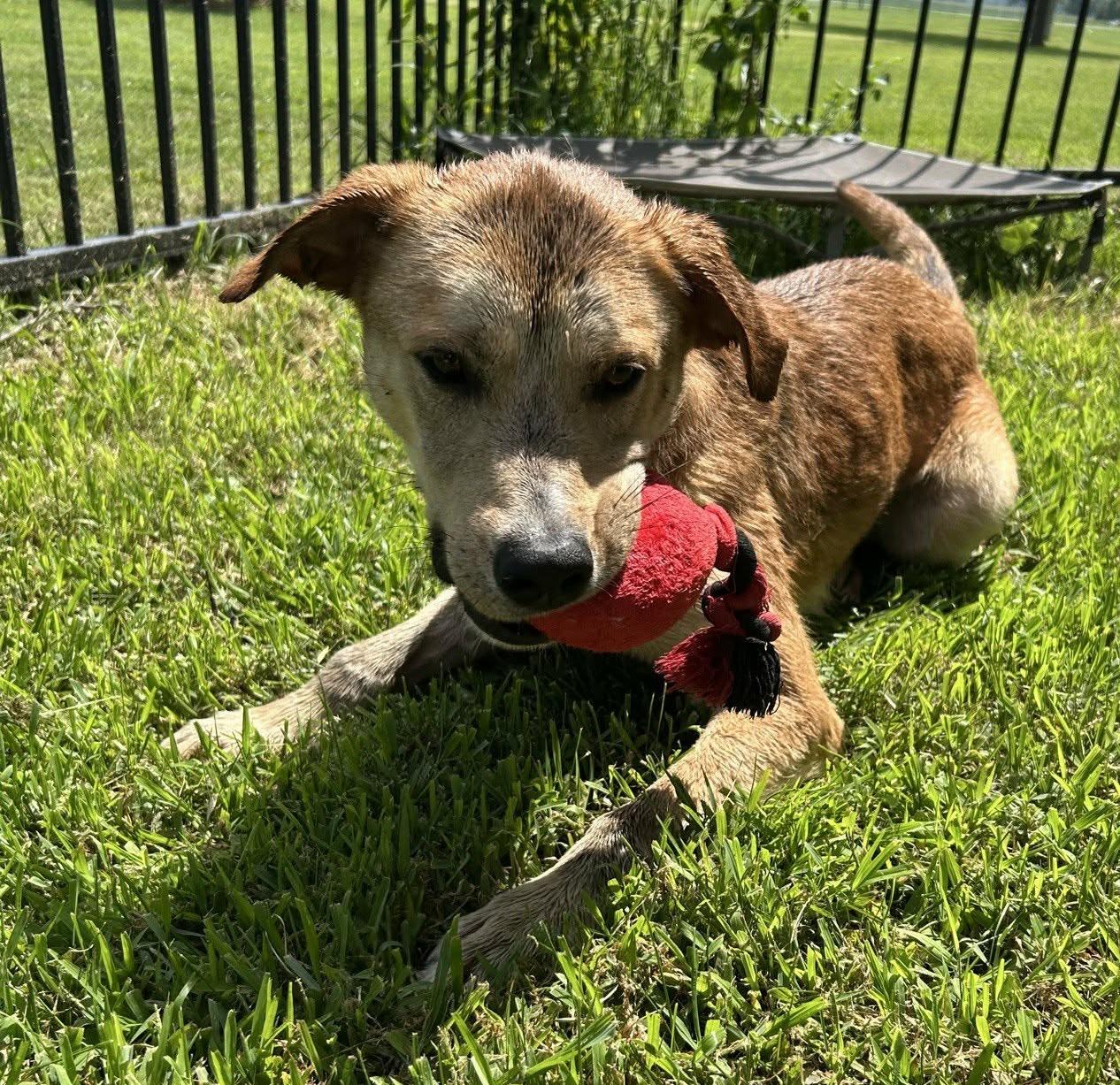 Enlarge Nash, a Adoptable mixed breed in Valparaiso, IN image 6/6