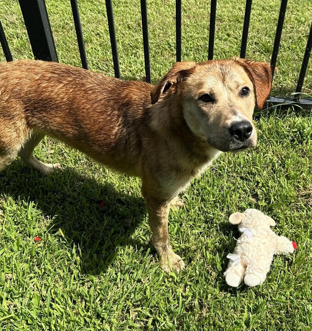 Enlarge Nash, a Adoptable mixed breed in Valparaiso, IN image 2/6