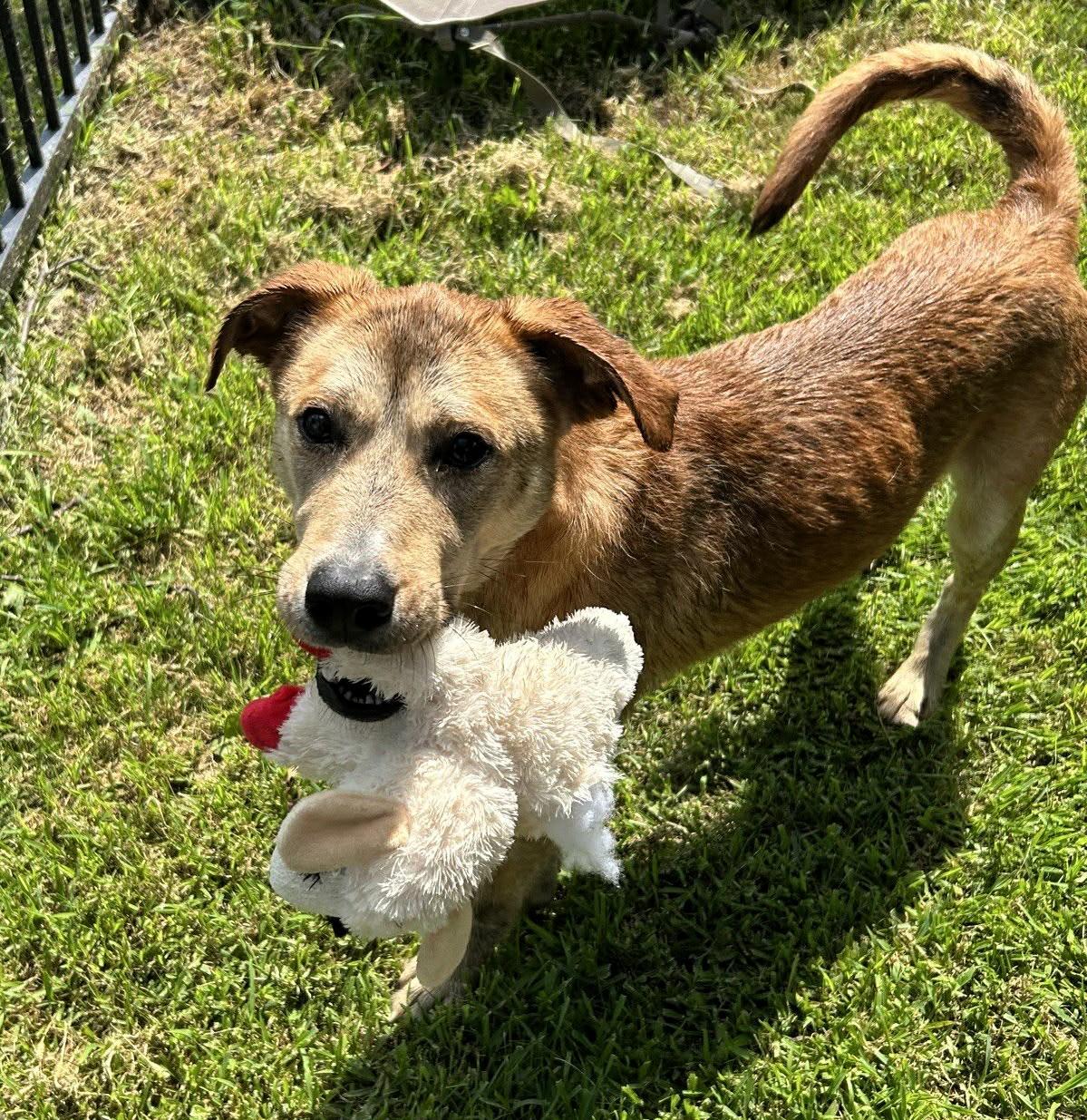 Enlarge Nash, a Adoptable mixed breed in Valparaiso, IN image 3/6
