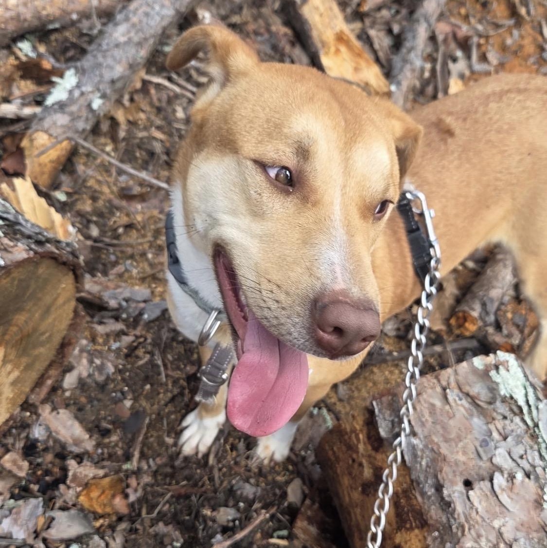 Enlarge Pretty Girl, a Adoptable mixed breed in Warrior, AL image 2/5