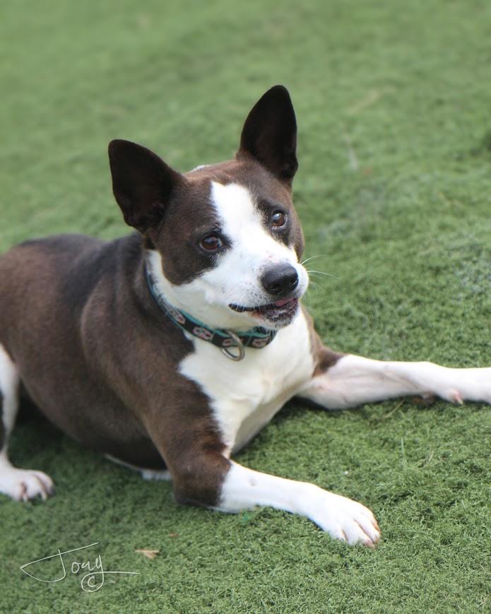 Enlarge Crook (bonded pair), a ADOPTABLE mixed breed in Jackson, MS image 3/4