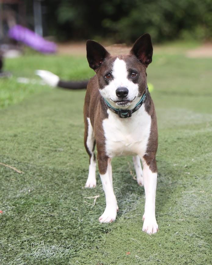 Crook (bonded pair), ADOPTABLE, Adult Male Chihuahua.