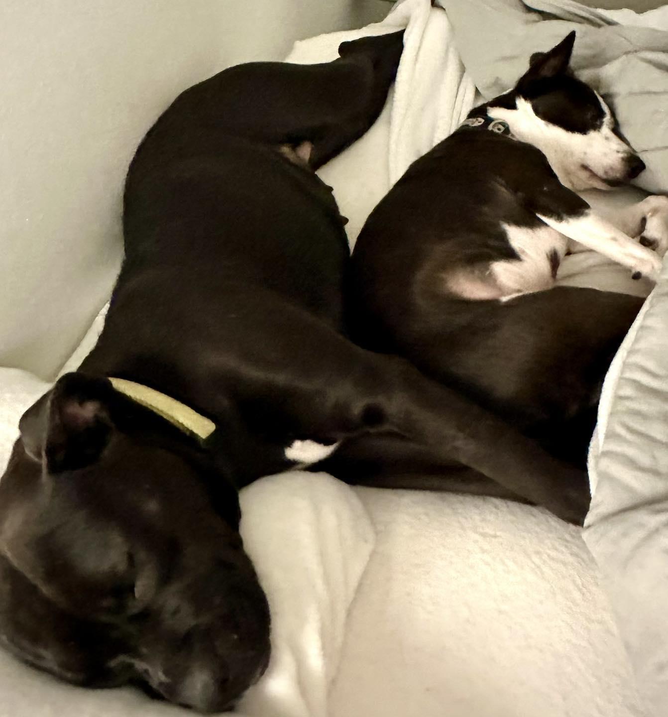 Enlarge Crook (bonded pair), a ADOPTABLE mixed breed in Jackson, MS image 4/4