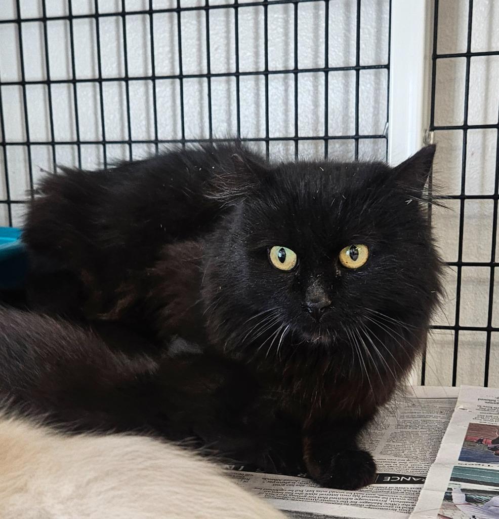 Black corral cat, Adoptable, Adult Female Domestic Medium Hair.