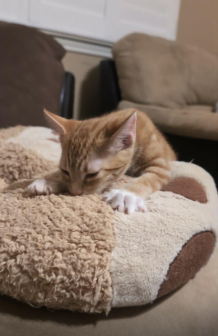 Wesley, an adopted Domestic Short Hair in Houston, TX image 4/6