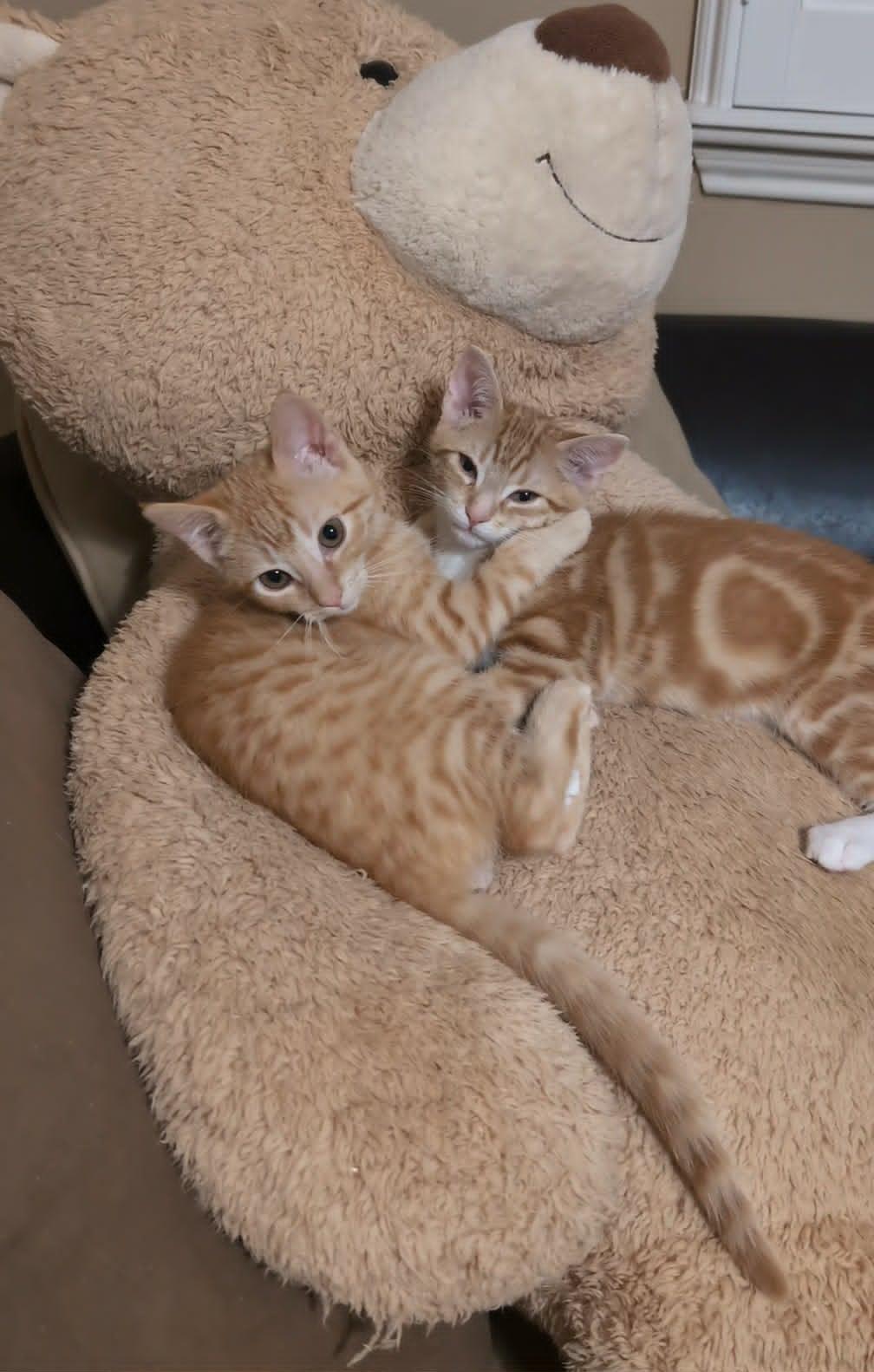 Wesley, an adopted Domestic Short Hair in Houston, TX image 2/6