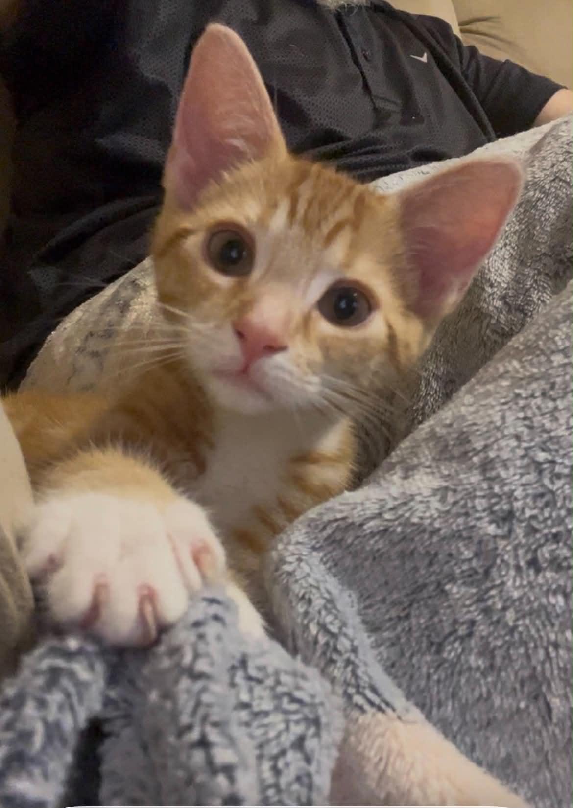 Wesley, adopted, Kitten Male Domestic Short Hair.
