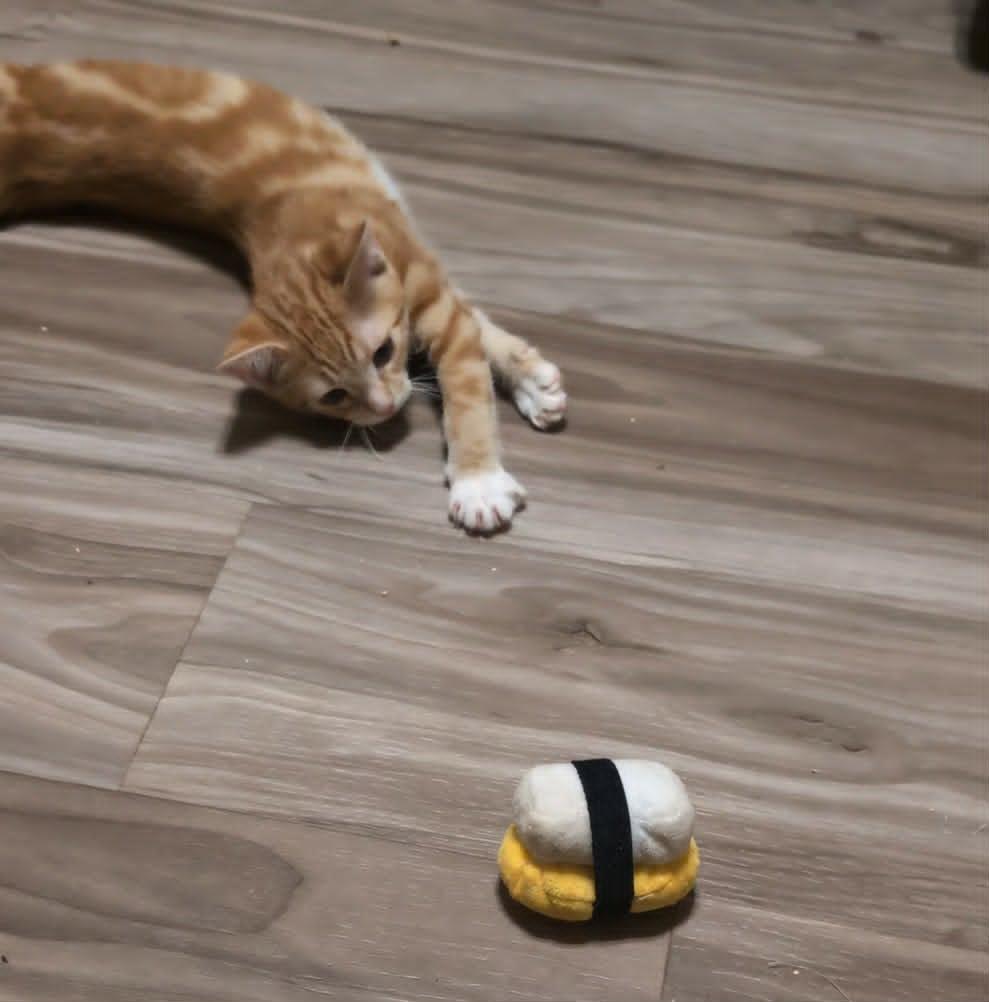 Wesley, an adopted Domestic Short Hair in Houston, TX image 3/6