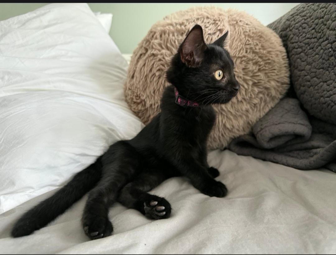 Dora, Adoptable, Kitten Female Domestic Short Hair.